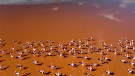 Birds flamingos bolivia flight aerial view wallpaper