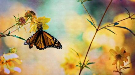 Flowers insects butterflies wallpaper
