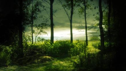 Green nature trees forest mysterious wallpaper
