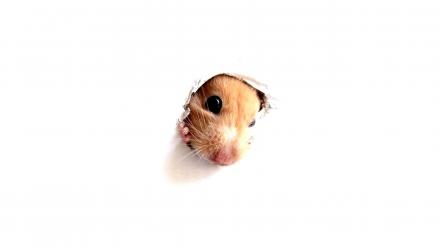 Hamsters wallpaper