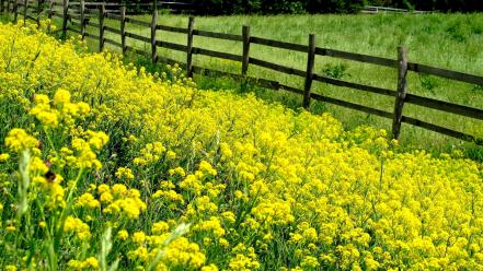 Landscapes nature fences yellow flowers wooden fence wallpaper