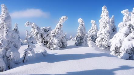 Winter snow trees covered wallpaper