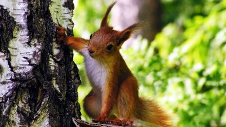 Animals squirrels tree trunk blurred background wallpaper