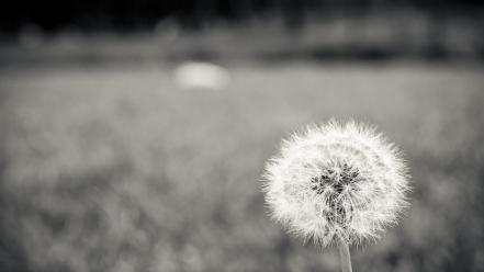 Black white flowers macro dandelions bw color wallpaper