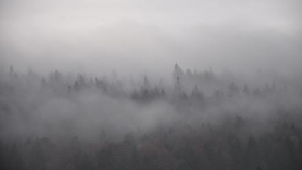 Clouds landscapes nature trees forest fog wallpaper