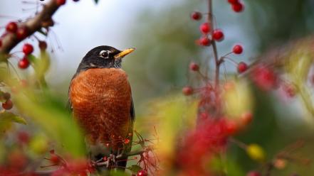 Depth of field berries birds wallpaper