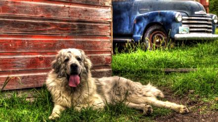 Dogs trucks hdr photography barn vibrant farm wallpaper
