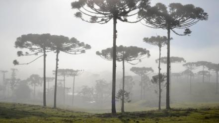 Landscapes trees forest fog south america wallpaper