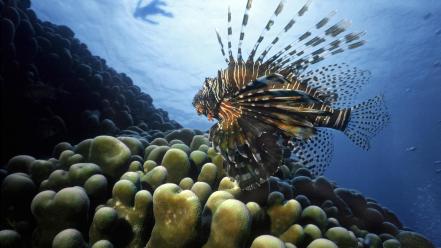Lionfish pacific ocean sea anemones life wallpaper