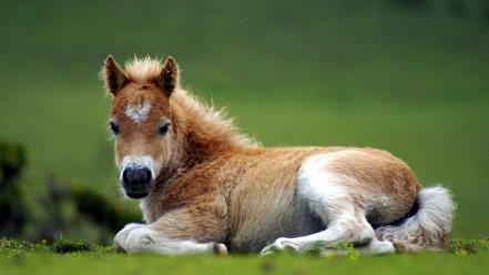 Nature animals horses baby wallpaper