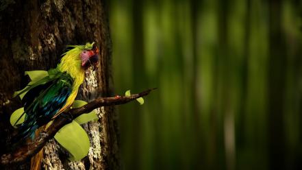 Nature parrots birds wallpaper