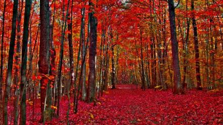 Nature trees autumn (season) forest fallen leaves wallpaper