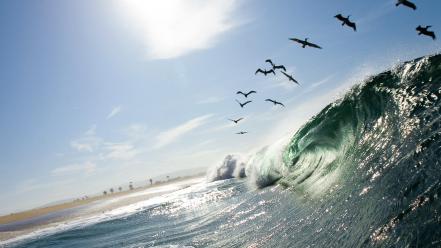 Nature waves california national geographic pelican seascapes birds wallpaper