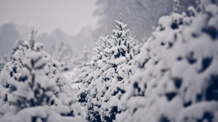Nature winter snow trees pine wallpaper