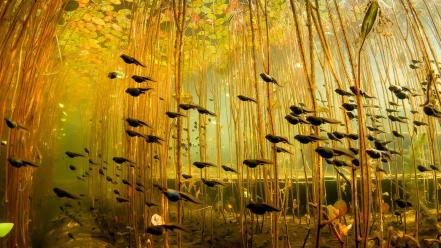 Nature yellow ponds tadpole underwater wallpaper