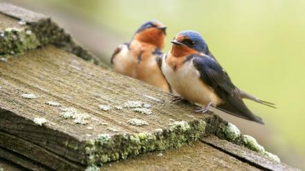 Swallow birds wallpaper