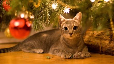 https://hdwallsbox.com/wallpapers/m/32/trees-cats-animals-balls-christmas-domestic-cat-m31966.jpg