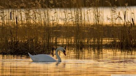 Water nature birds animals swans lakes wallpaper