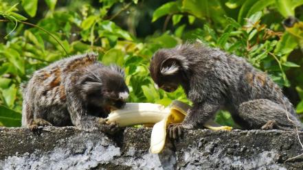Animals leaves bananas monkeys eating wallpaper