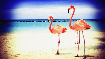 Beach flamingos lomo lomography wallpaper