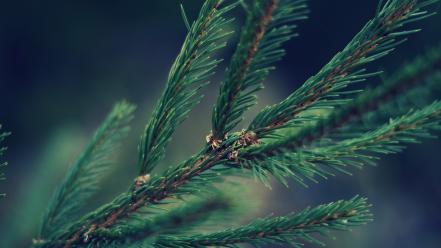 Close-up nature trees pine wallpaper