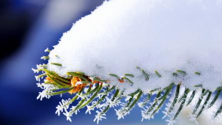 Close-up nature winter snow trees frozen branches wallpaper