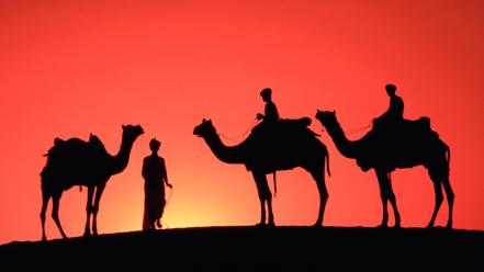 Desert silhouette camels sahara wallpaper