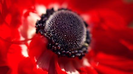 Flowers macro red wallpaper