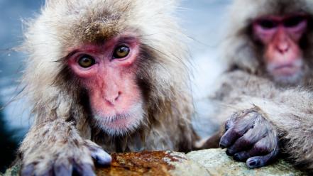 Geographic hot springs snow monkey japanese macaque wallpaper