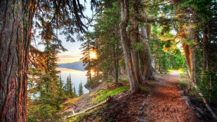 Nature forest around the path crater lake wallpaper