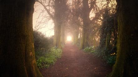 Nature forest path sentinel wallpaper