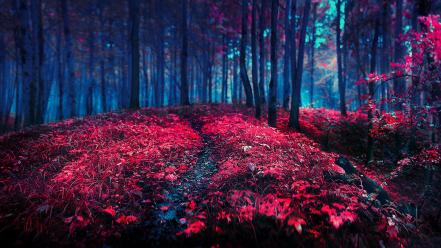 Nature red wallpaper