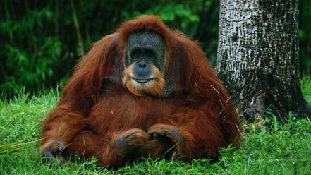 Animals orangutans wallpaper