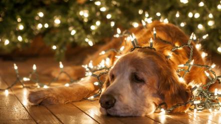 Dogs christmas lights wallpaper