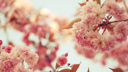 Flowers blossoms pink wallpaper