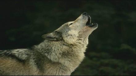 Howling wolf wolves wallpaper