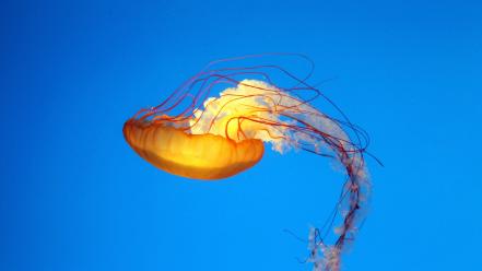 Jellyfish sealife blue sea wallpaper