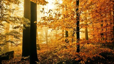 Landscapes nature forest autumn wallpaper