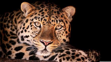 Leopards wallpaper