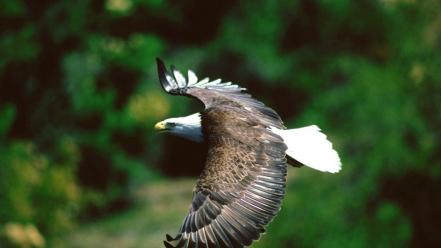 Nature eagles birds wallpaper