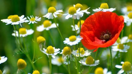 Nature flowers poppies wallpaper