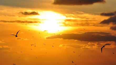 Sunset clouds sun seagulls skies the sky wallpaper