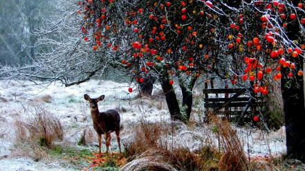 Winter snow animals deer wallpaper