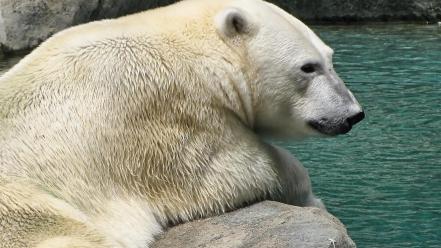 World animals polar bears wallpaper