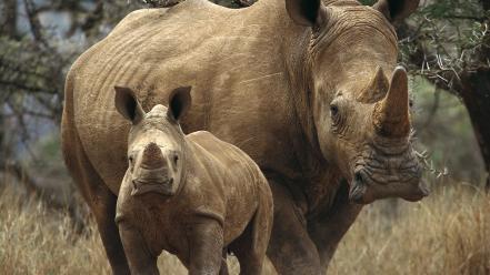 World animals rhinoceros baby wallpaper