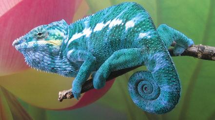 Animals chameleons reptile reptiles jake chameleon wallpaper