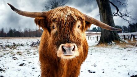 Animals cows highland cattle wallpaper
