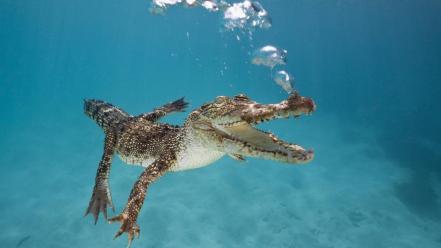 Animals crocodiles underwater wallpaper