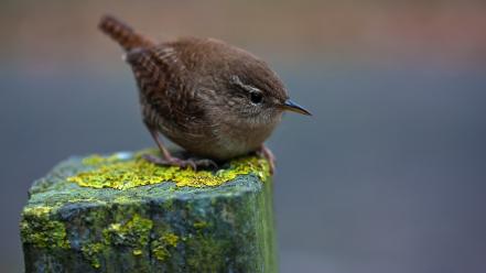 Birds feathers moss wallpaper