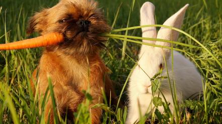 Bunnies dogs puppies carrots baby animals wallpaper
